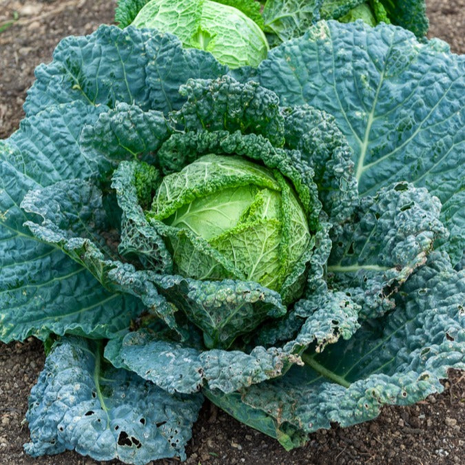 Chou de Milan Hâtif d'Aubervilliers - Brassica oleracea sabauda hâtif d'aubervilliers - Willemse