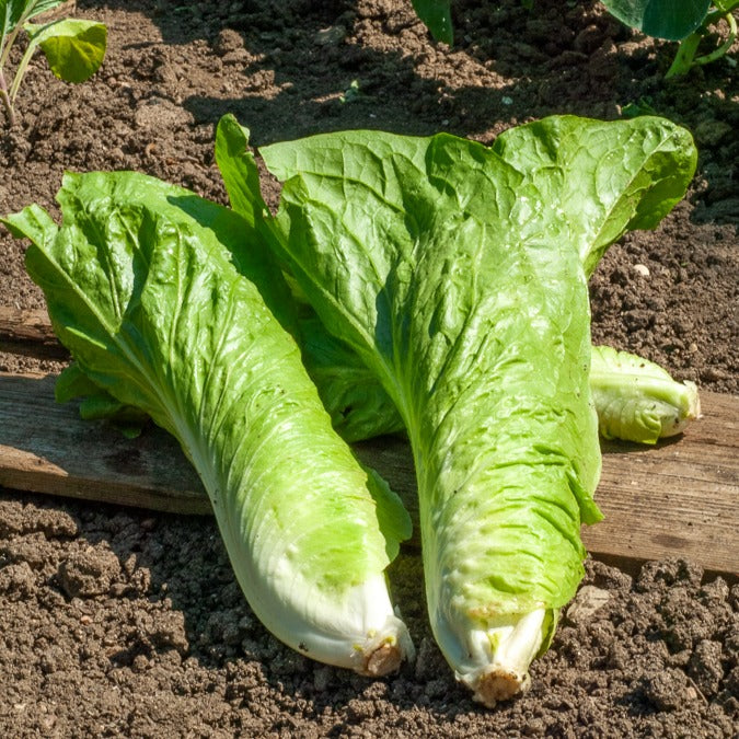 Cichorium  intybus améliorée pain de sucre - Chicorée sauvage Améliorée pain de sucre - Chicorée