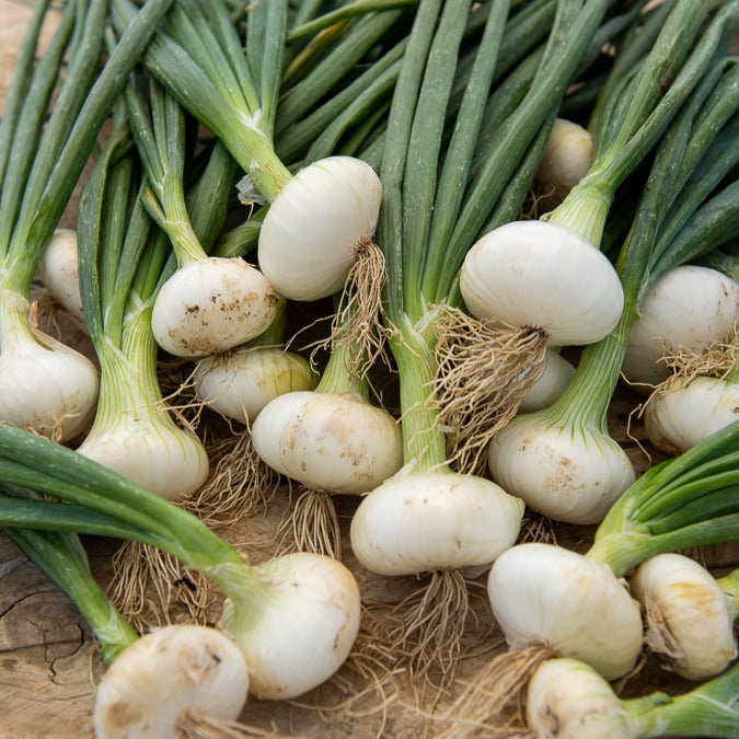 Oignon blanc de Barletta - Allium cepa barletta - Willemse