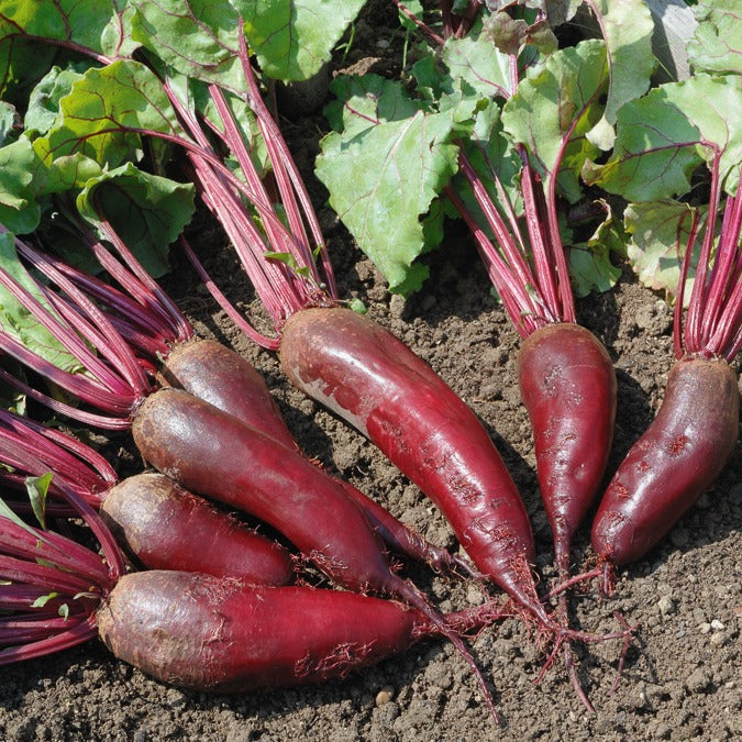 Betterave rouge Cylindra - Willemse