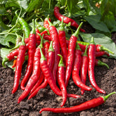 Piment de Cayenne - Willemse