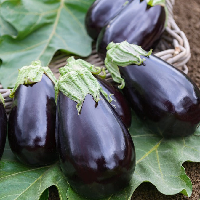 Solanum melongena bonica f1 - Aubergine Bonica F1 - Aubergines