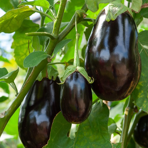 Aubergine Bonica F1 - Solanum melongena bonica f1 - Potager