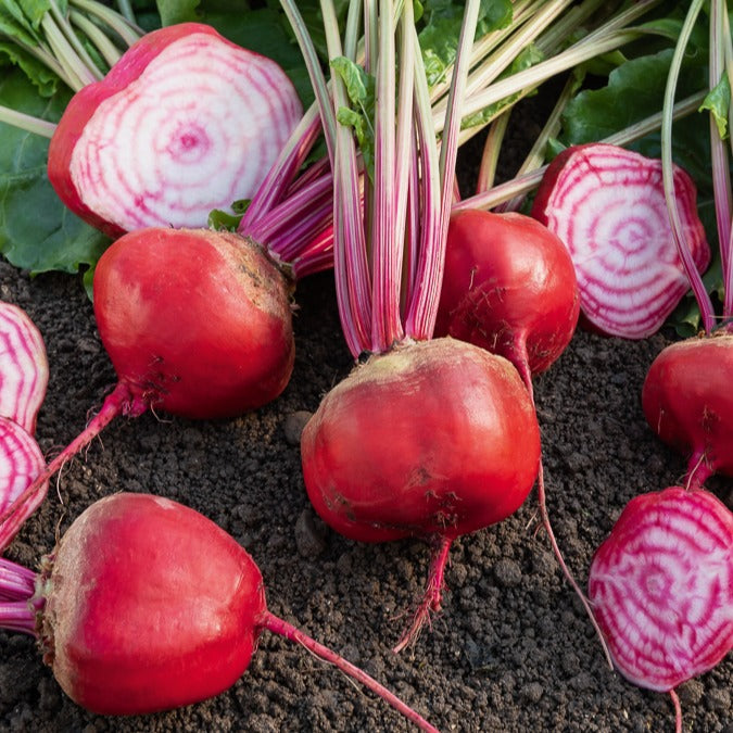 Betterave rouge Chioggia - Beta vulgaris chioggia - Willemse