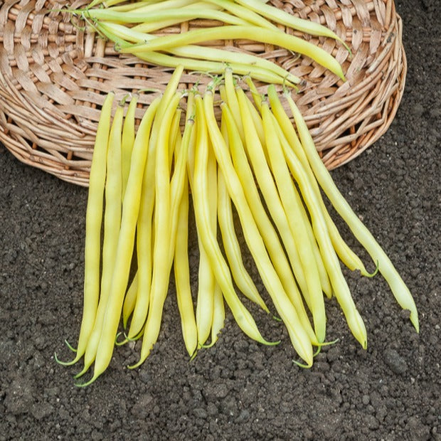 Haricot nain beurre De Rocquencourt - Phaseolus vulgaris de rocquencourt - Willemse