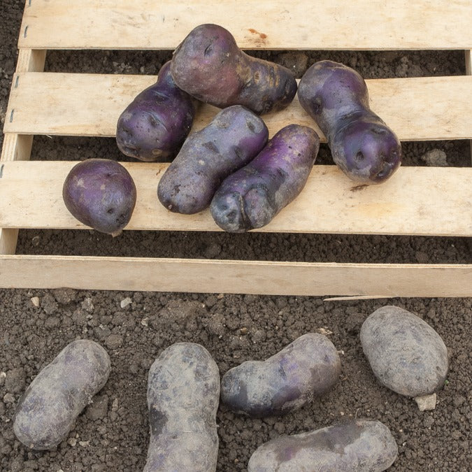 Solanum tuberosum bleue d'artois ® (bleue de la man - 10 Pommes de terre Bleue d'Artois ® - Bleue de la Manche - Plants de Pommes de Terre