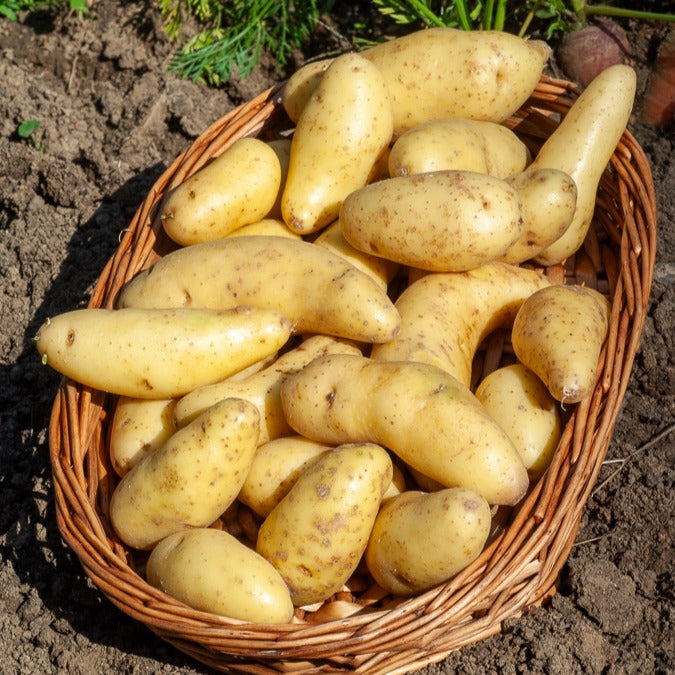 25 Pommes de terre Ratte - Solanum tuberosum ratte - Willemse