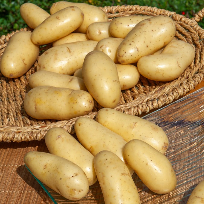 Solanum tuberosum amandine - 25 Pommes de terre Amandine - Plants de Pommes de Terre