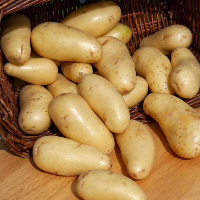 Plants de Pommes de Terre - 25 Pommes de terre Amandine - Solanum tuberosum amandine