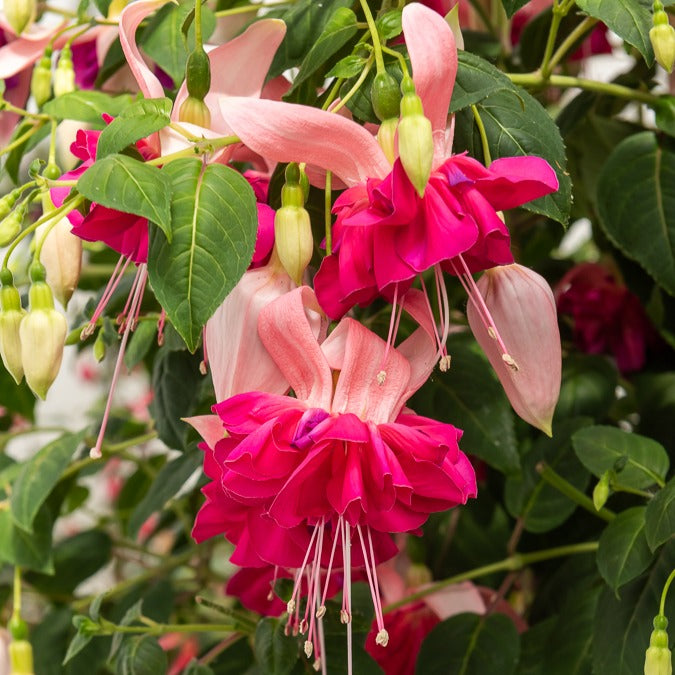 3 Fuchsias à fleurs géantes Bella Rosella - Willemse