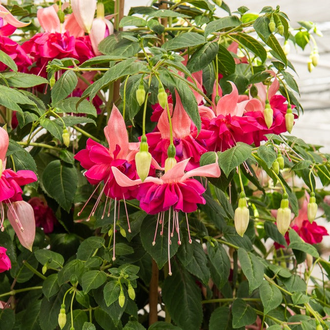 3 Fuchsias à fleurs géantes Bella Rosella - Fuchsia Bella Rosella - Willemse