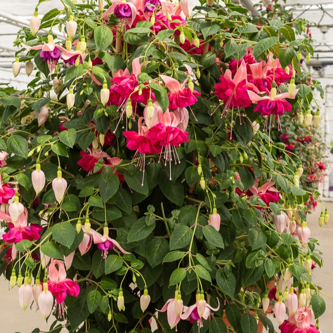 Fuchsia Bella Rosella - 3 Fuchsias à fleurs géantes Bella Rosella - Fuchsia