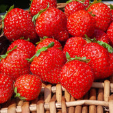 Fraisiers remontants Mara des Bois - Willemse