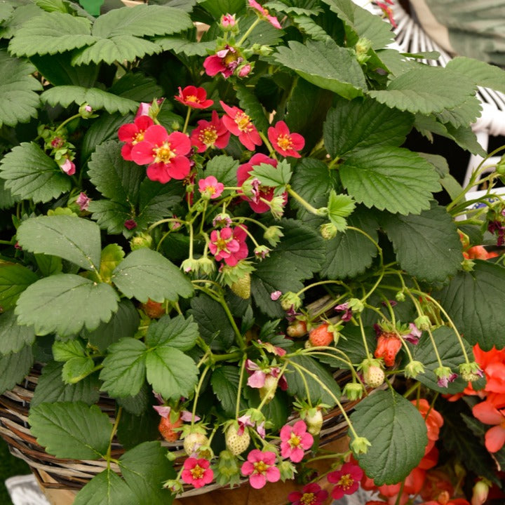 3 Fraisiers remontants à fleurs roses Toscana - Fragaria x ananassa toscana - Willemse
