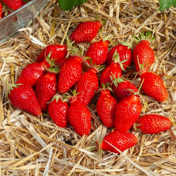 20 Fraisiers non remontants Gariguette — free download