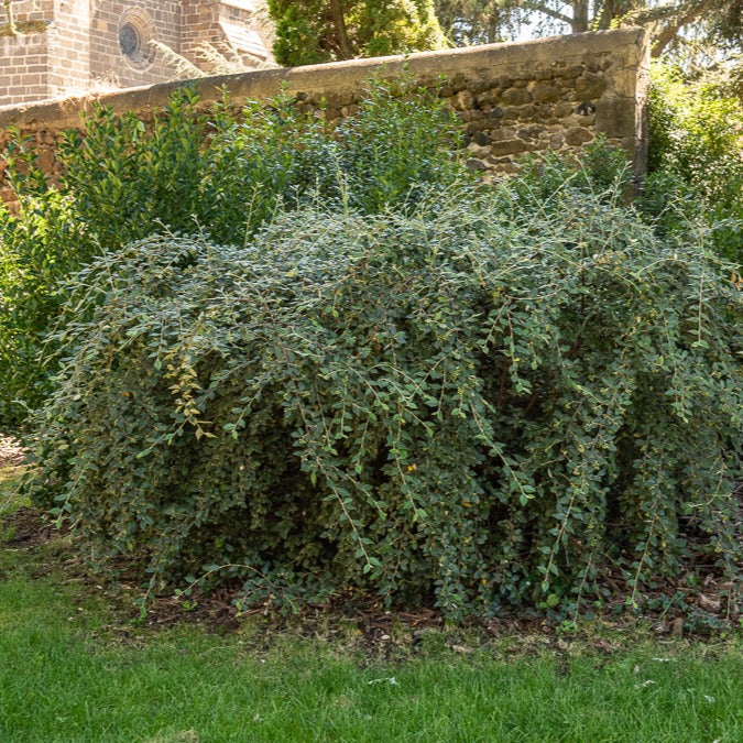 Cotoneaster franchetii - Cotoneaster franchetii - Cotonéaster