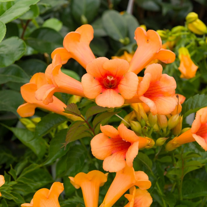 Bignone Indian Summer ® sur tige - Campsis tagliabuana Indian Summer ® - Willemse