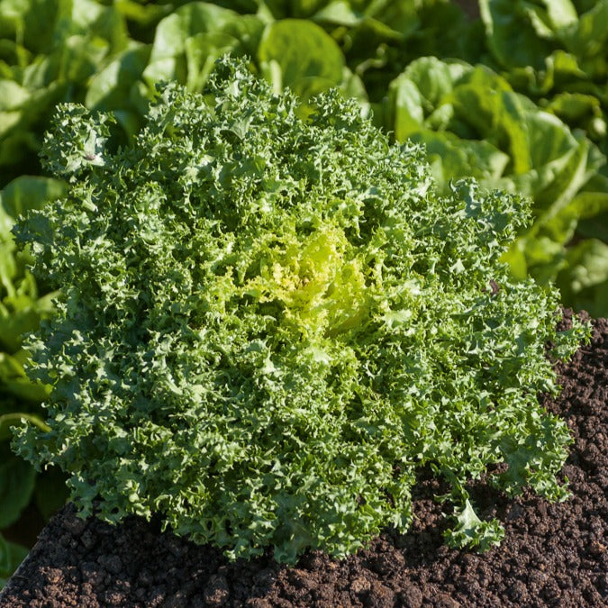 Chicorée frisée De Ruffec - Cichorium endivia de ruffec - Willemse