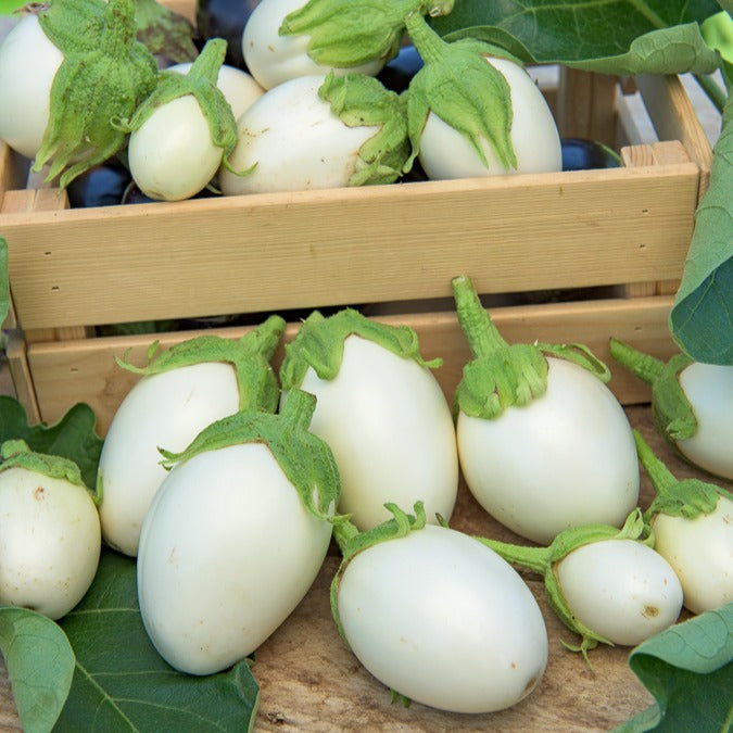 Aubergine Blanche ronde à oeufs - Willemse