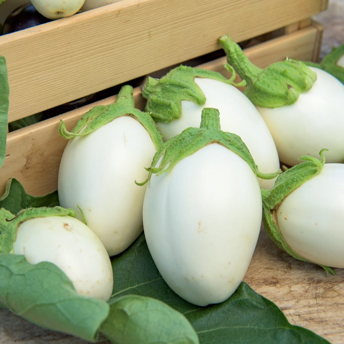 Aubergine Blanche ronde à oeufs