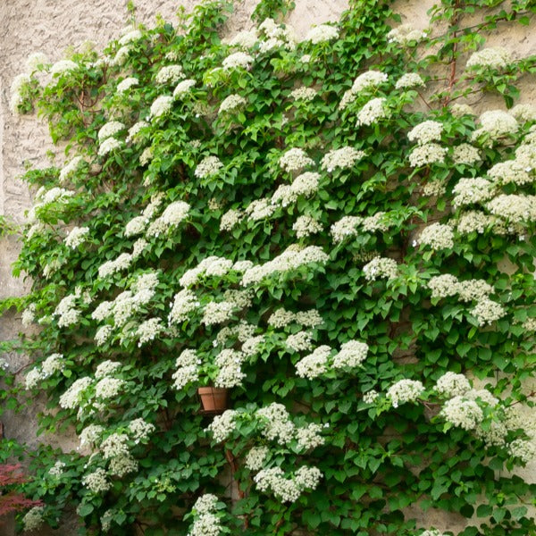 Hortensia grimpant - Willemse