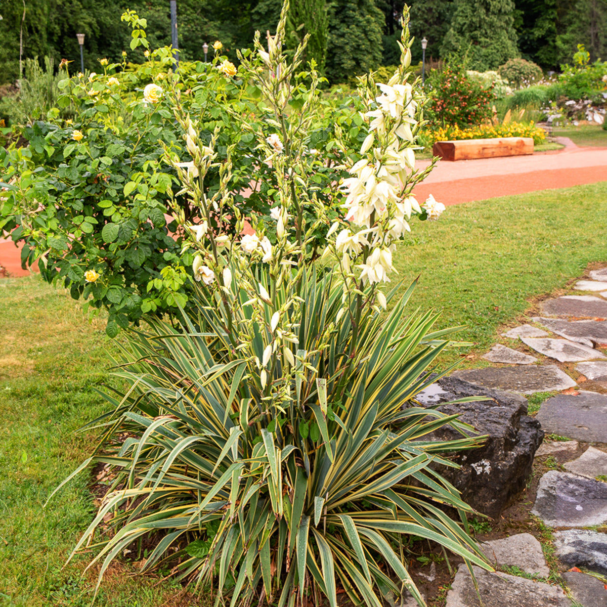 Yucca panaché - Willemse