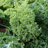 Chou frisé Vert demi nain Kale - Willemse