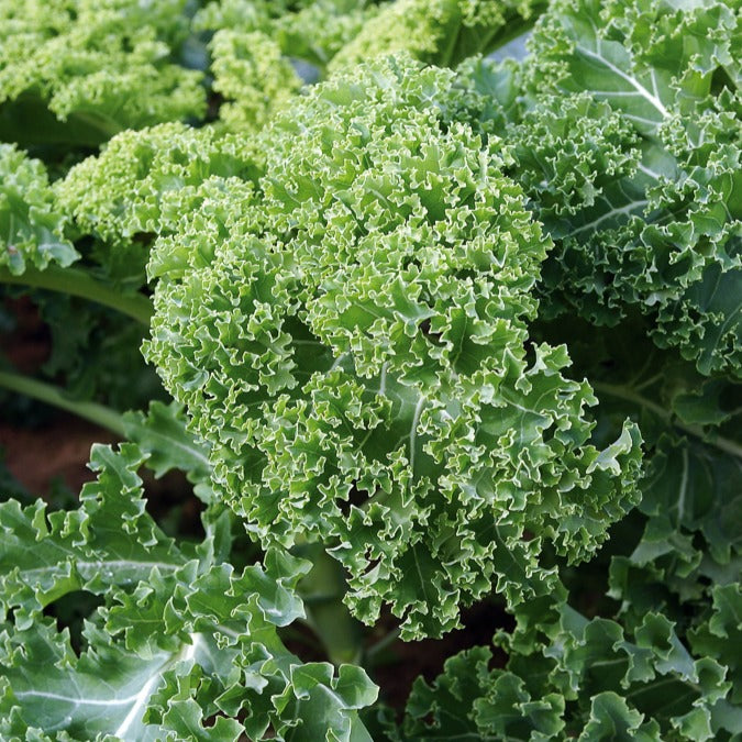 Chou frisé Vert demi nain Kale - Willemse