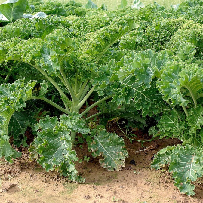 Chou frisé Vert demi nain Kale - Brassica oleracea vert demi nain - Willemse