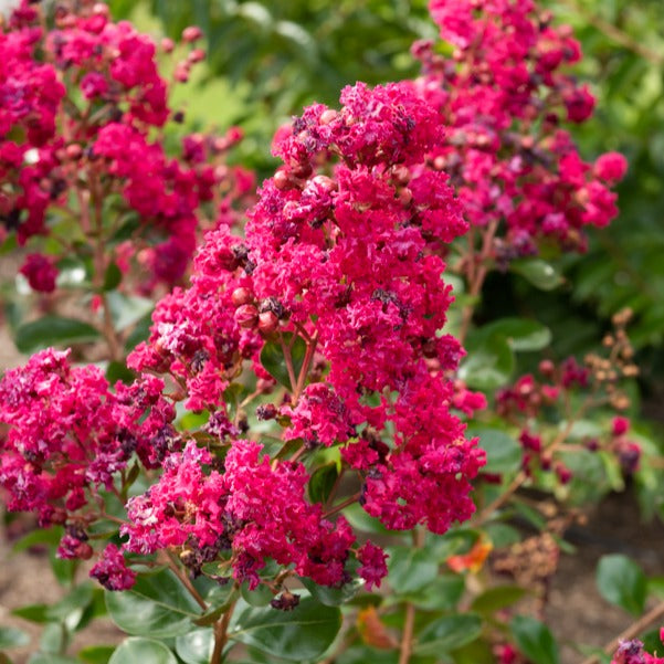 Lilas des Indes Braise d'été ® Indybra - Willemse