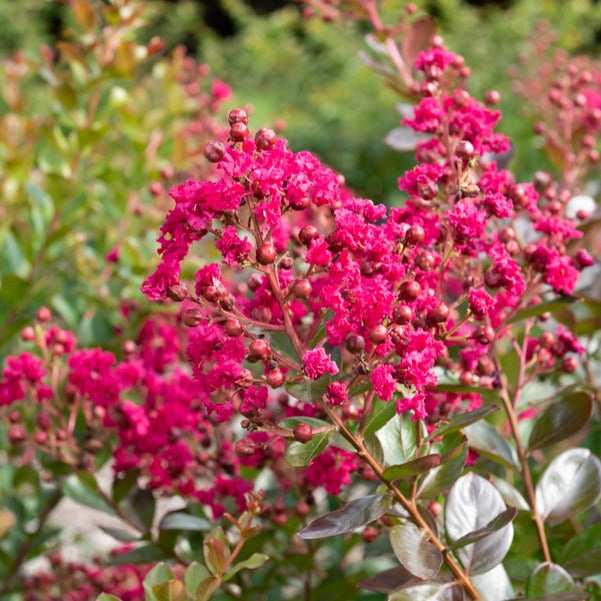 Lilas des Indes Braise d'été ® Indybra - Lagerstroemia indica braise d'été® ‘indybra’ - Lilas des Indes