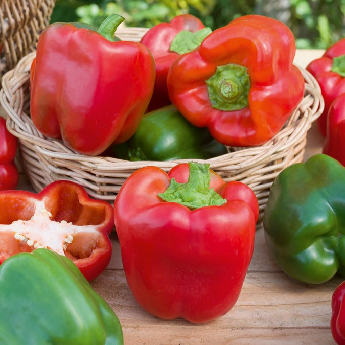 Poivron California Wonder - Capsicum annuum California Wonder - Willemse