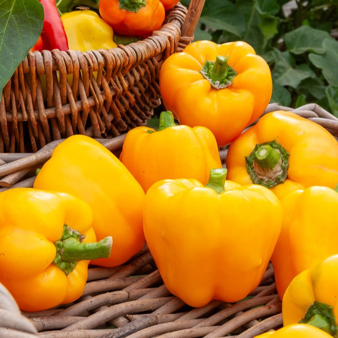 Capsicum annuum California Wonder yellow - Poivron California Wonder Yellow - Poivrons