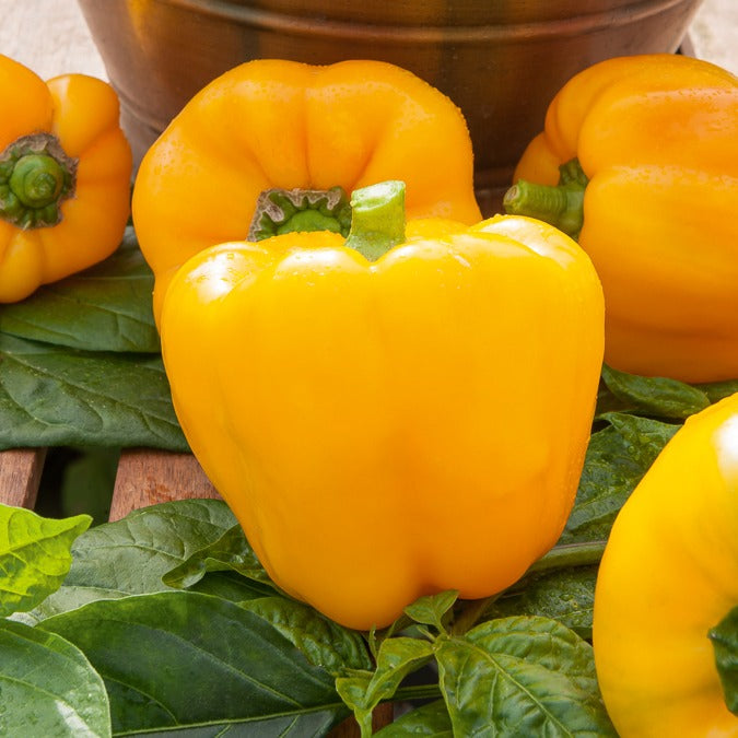 Poivrons - Poivron California Wonder Yellow - Capsicum annuum California Wonder yellow