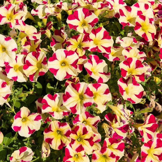 Petunia amore queen of hearts - 3 Pétunias Amore Reine des cœurs - Pétunias