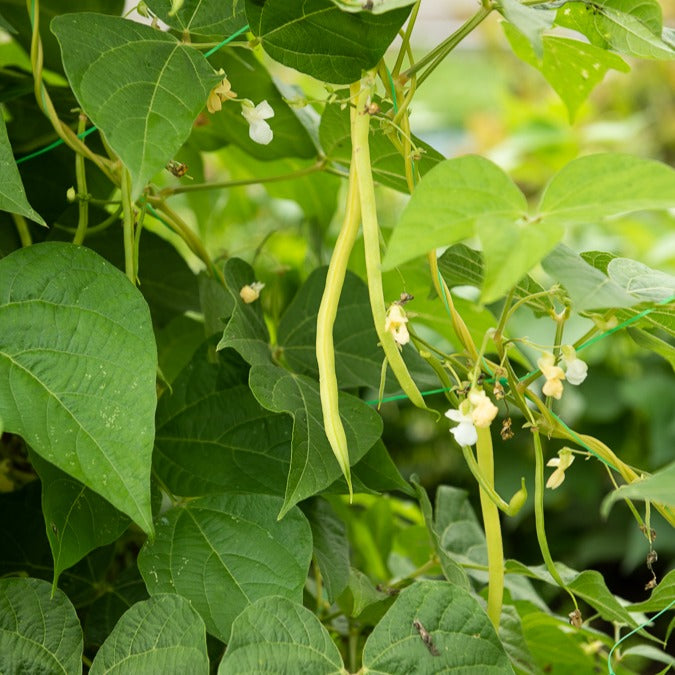 Haricot à rames Monte Gusto - Phaseolus vulgaris monte gusto (obtentionclause) - Willemse
