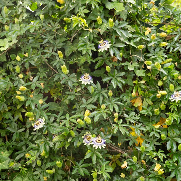 Vente Passiflore bleue - Passiflora caerulea