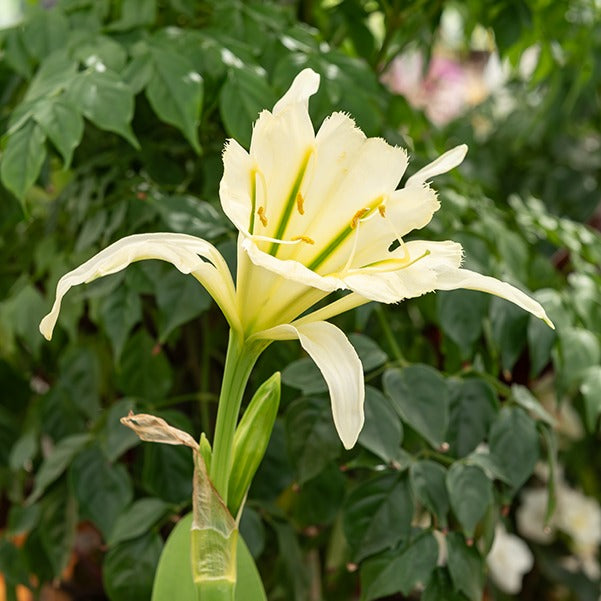Hymenocallis - 2 Ismènes Reine d'or - Hymenocallis festalis sulphur queen