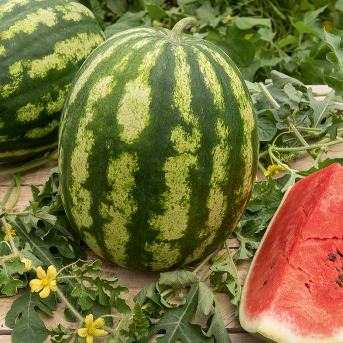 Pastèque Crimson Sweet Bio - Citrullus lanatus crimson sweet - Willemse