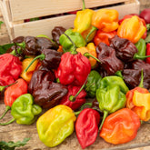 Piment Habanero - Willemse