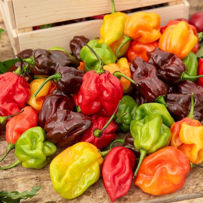 Piment Habanero - Willemse
