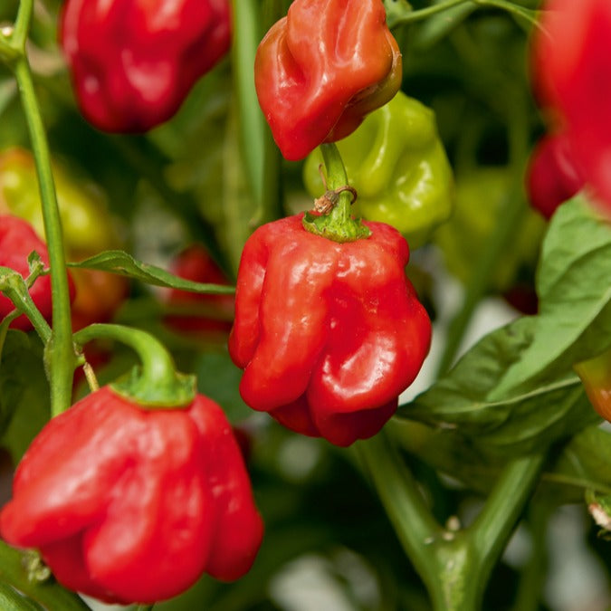 Capsicum annuum habanero - Piment Habanero - Piments