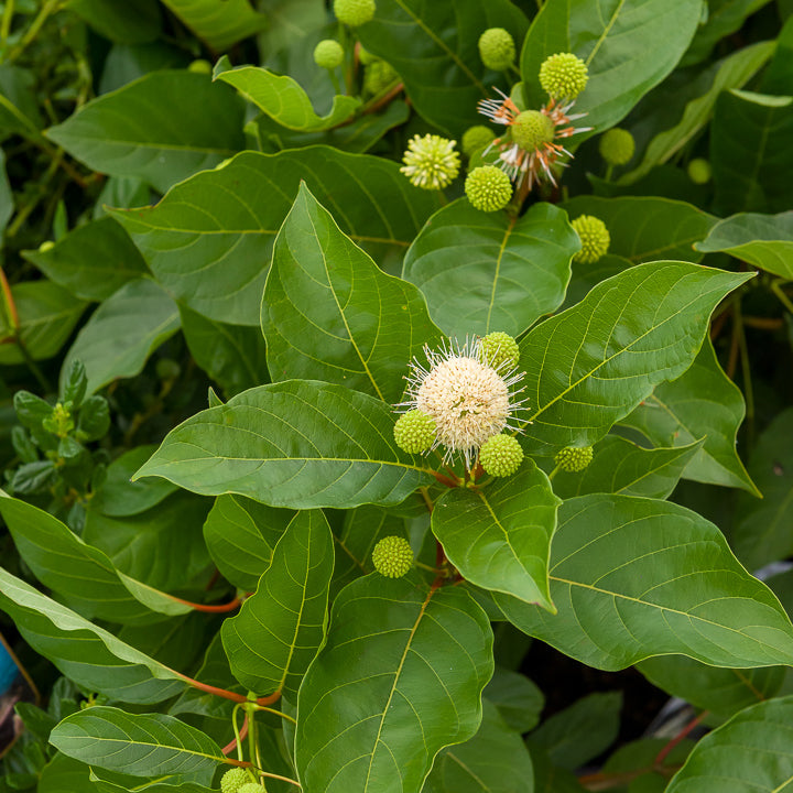 Cephalanthus occidentalis - Cephalanthus occidentalis sur tige - Arbustes