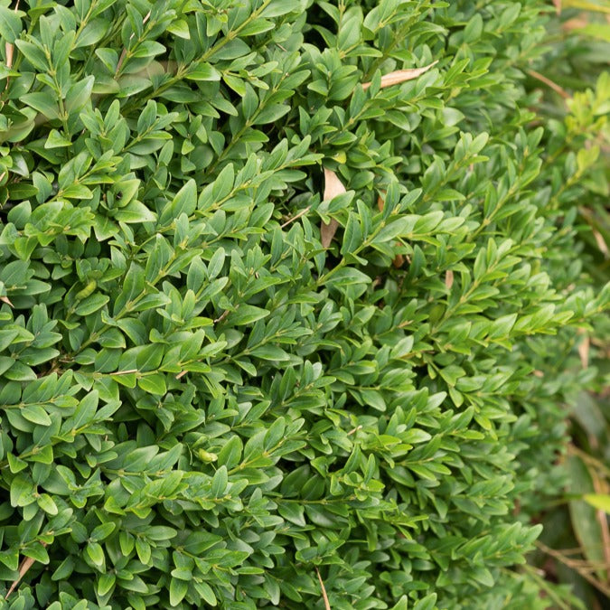 Buis commun - Buxus sempervirens - Willemse