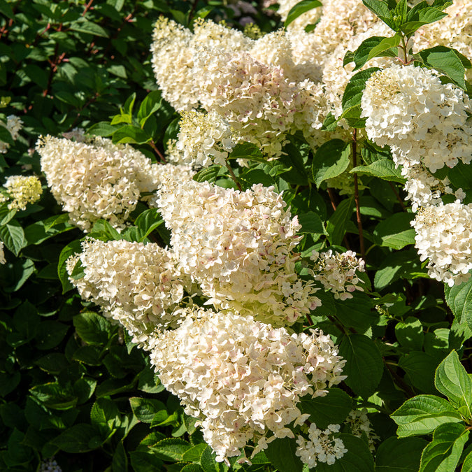 Hydrangea paniculata Silver Dollar - Hortensia paniculé Silver Dollar - Hortensia paniculé