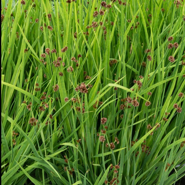 Jonc nain Jonc à feuille en épée - Juncus ensifolius - Plantes