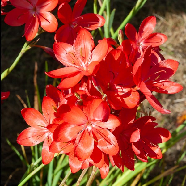 Lys des cafres Major - Schizostylis coccinea major - Willemse