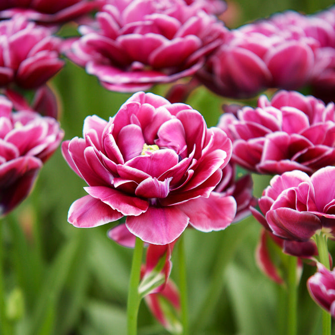 Tulipa - 7 Tulipes à fleurs de pivoine Dream Touch - Tulipe