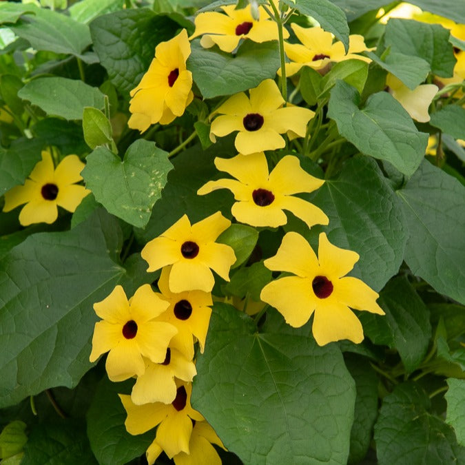 Suzanne aux yeux noirs jaune - Willemse