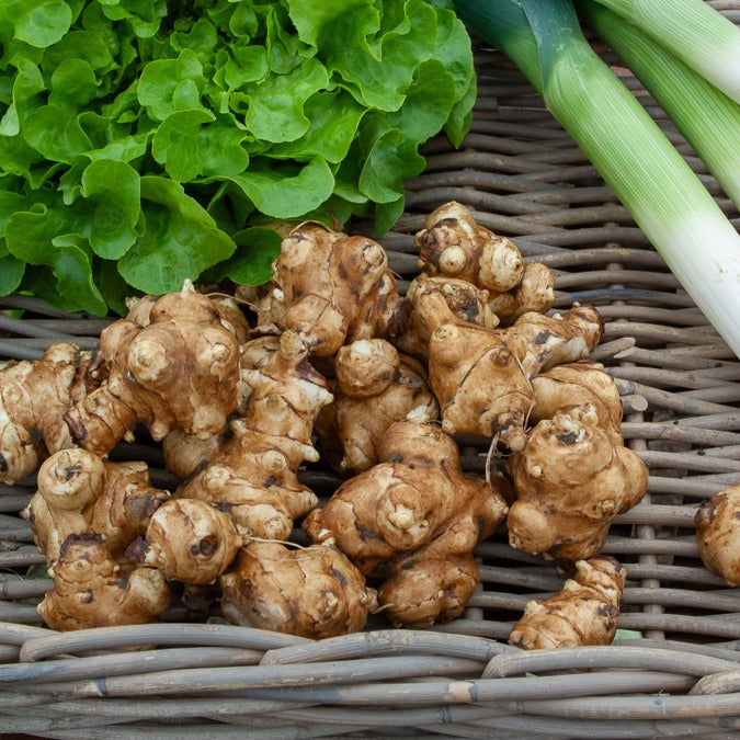 5 Topinambours Violets - Willemse